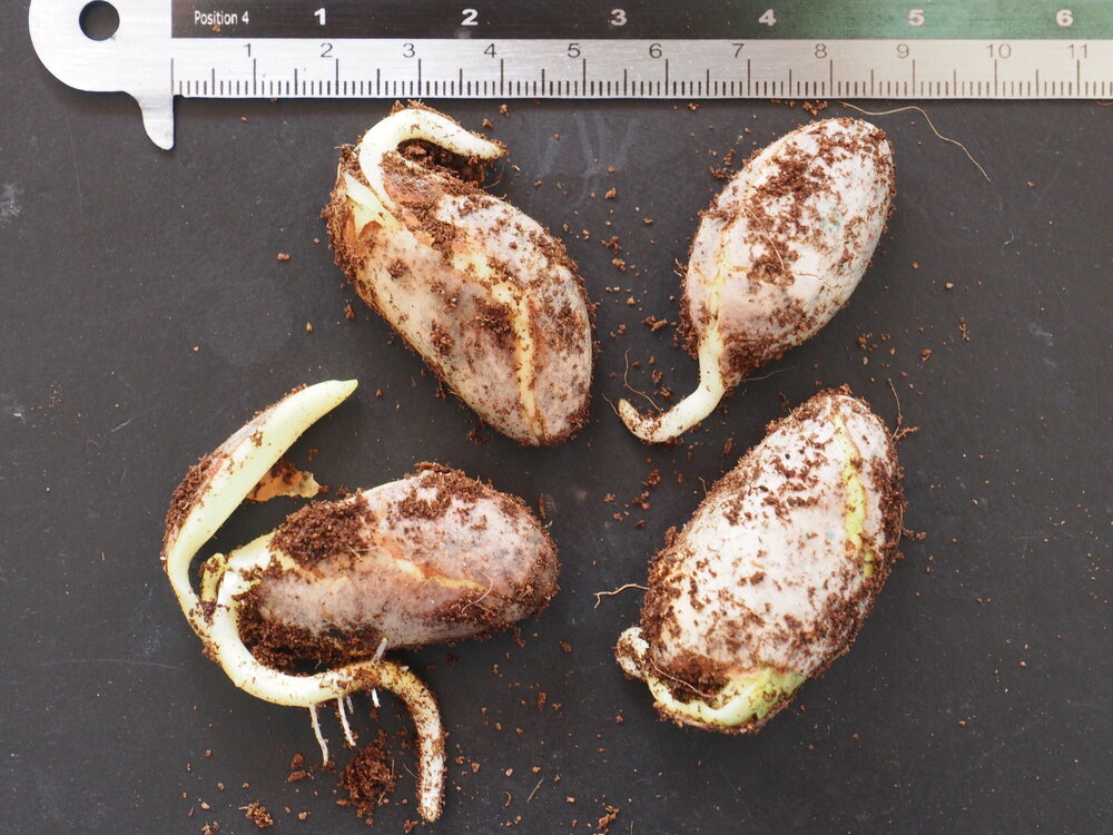 Jackfrucht (Artocarpus heterophyllus)