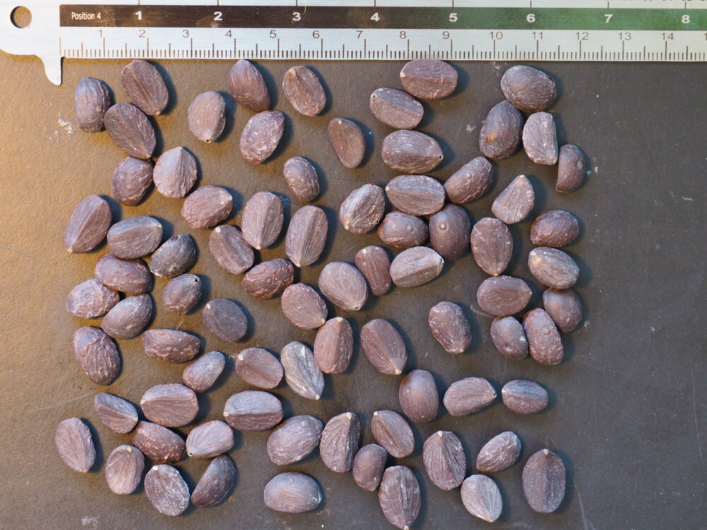 Zwergzuckerpalme (Arenga engleri)