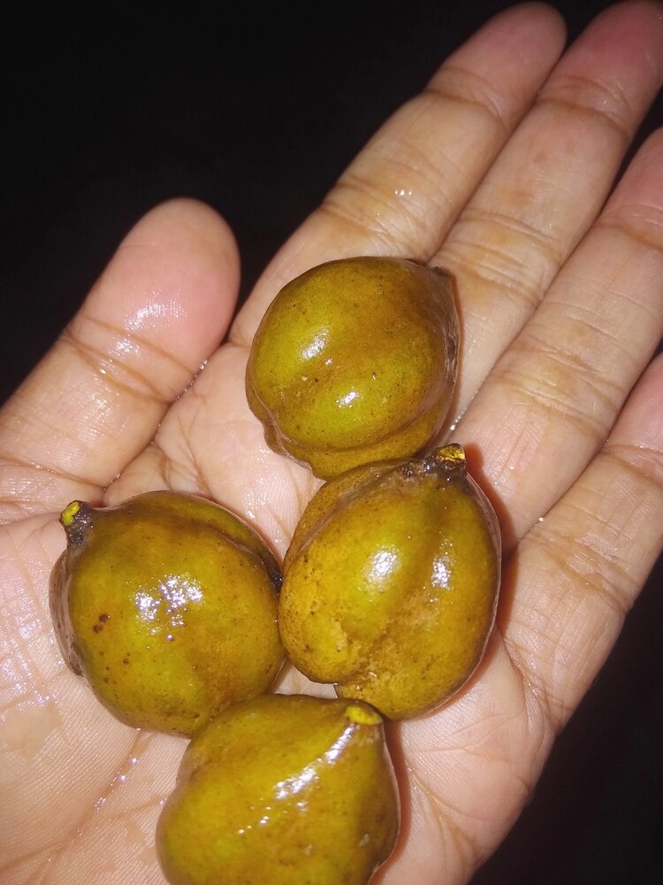 Baheda (Terminalia bellirica)