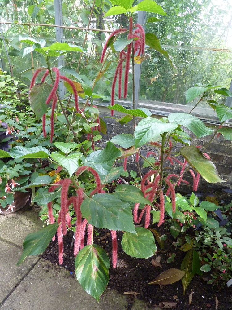 Chenillepflanze (Acalypha hispida)