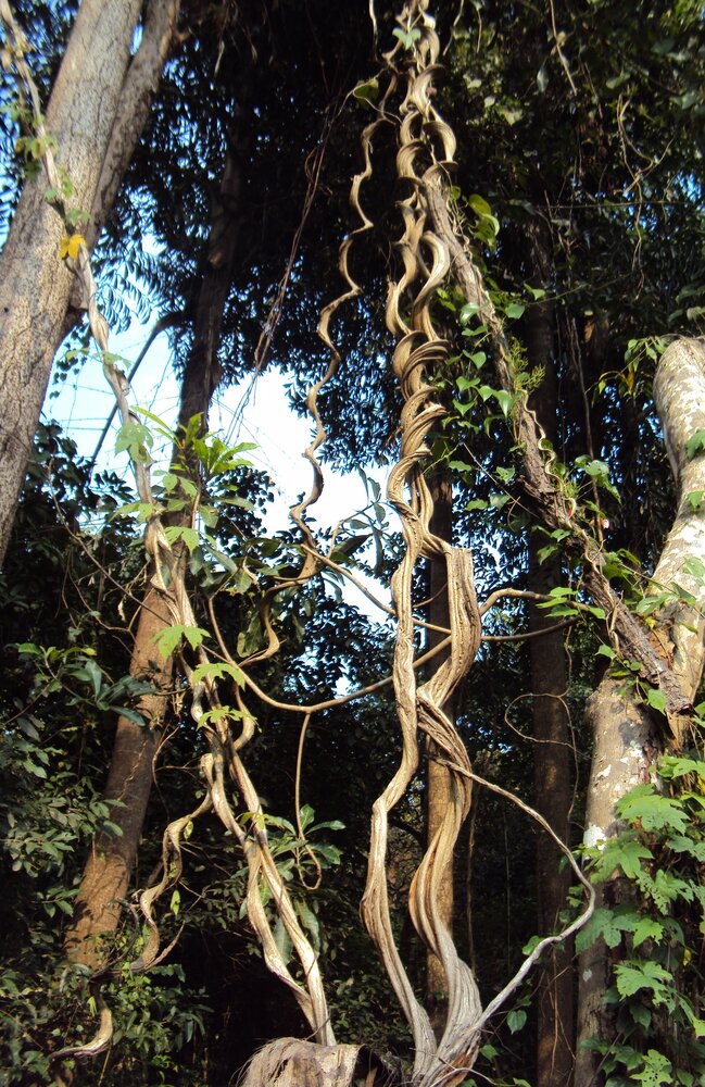 Kletternder Orchideenbaum (Lasiobema scandens)