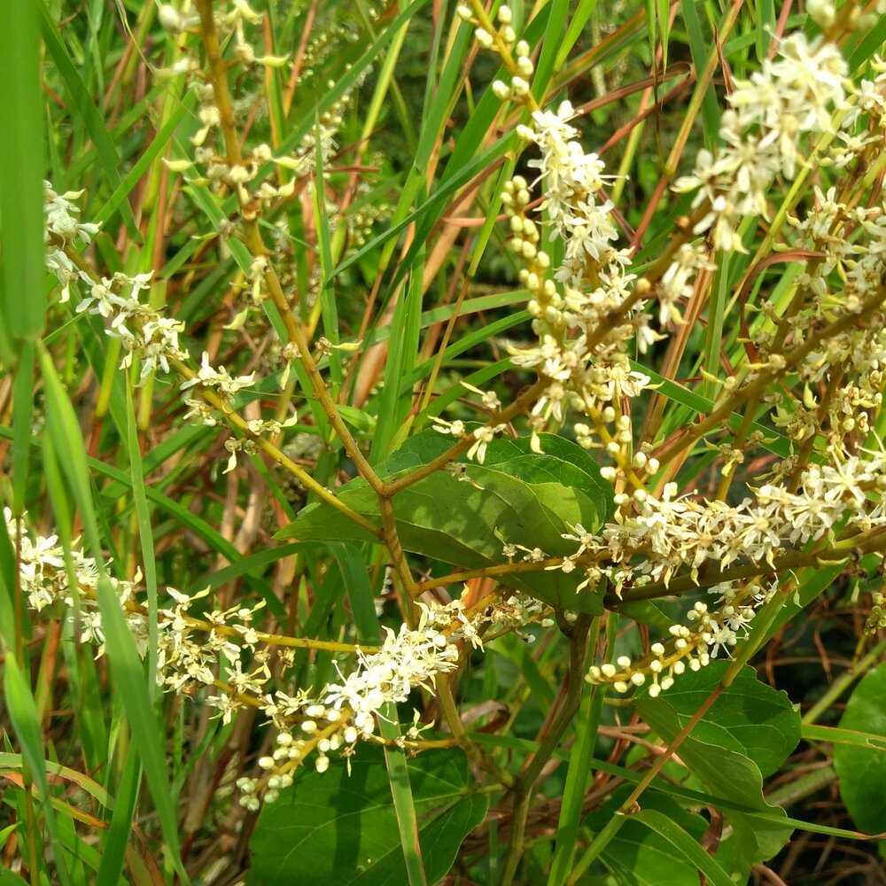 Kletternder Orchideenbaum (Lasiobema scandens)