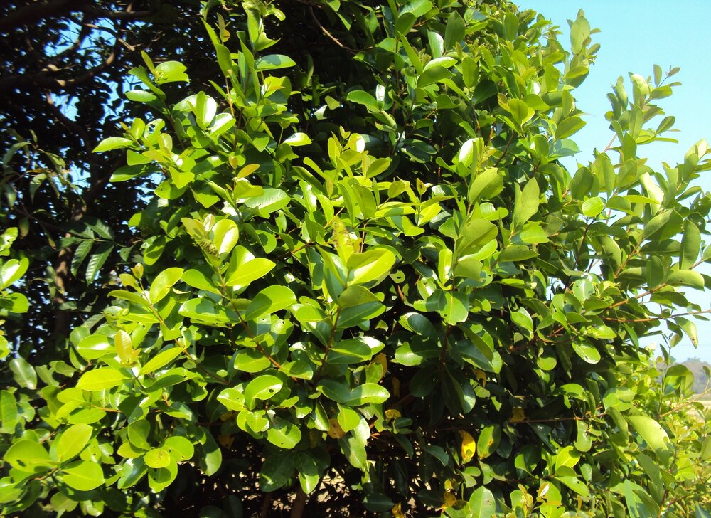 S&uuml;dindische Pflaume (Syzygium caryophyllatum)