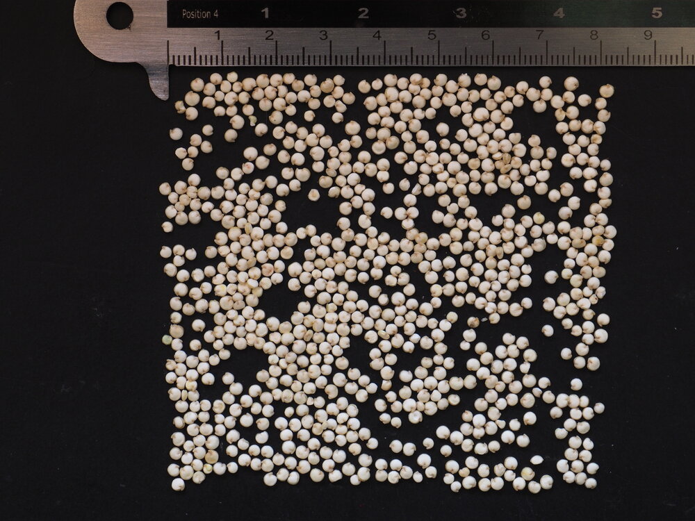 Quinoa (Chenopodium quinoa)