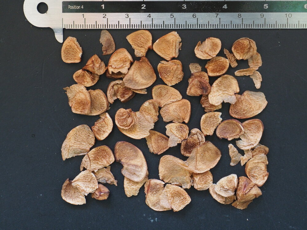 Gymealelie (Doryanthes excelsa)