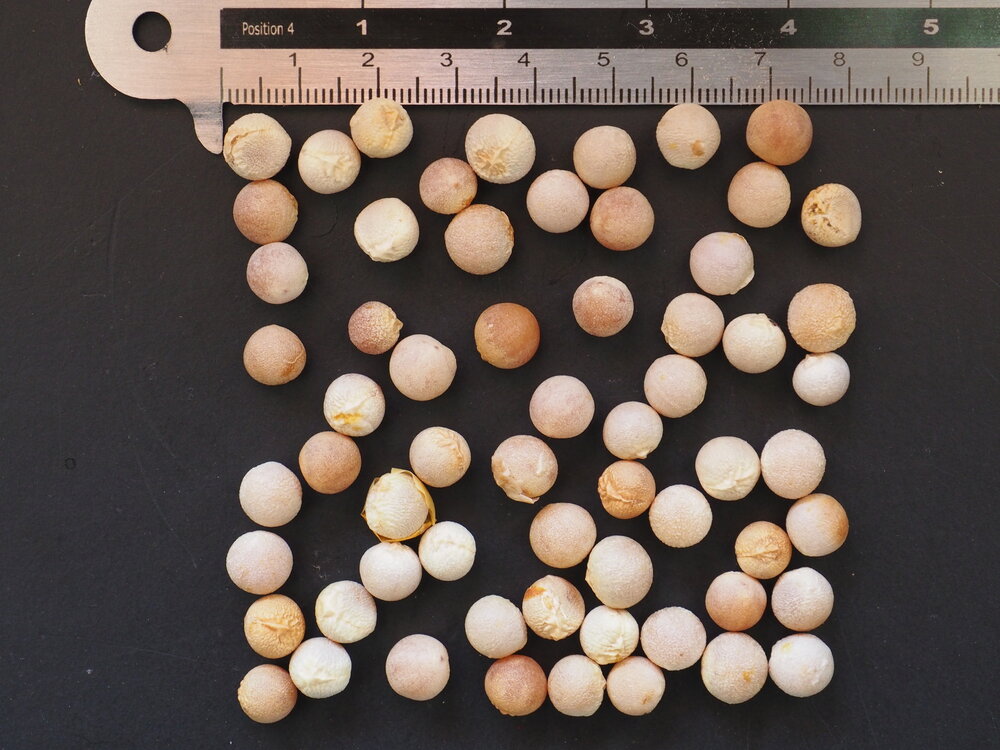 Drachenblutbaum (Dracaena draco)