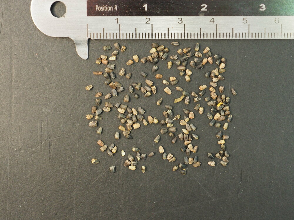 Porters Sonnenblume (Helianthus porteri)