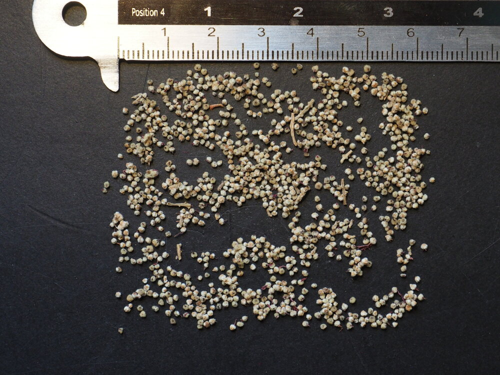 Chenillepflanze (Acalypha hispida)