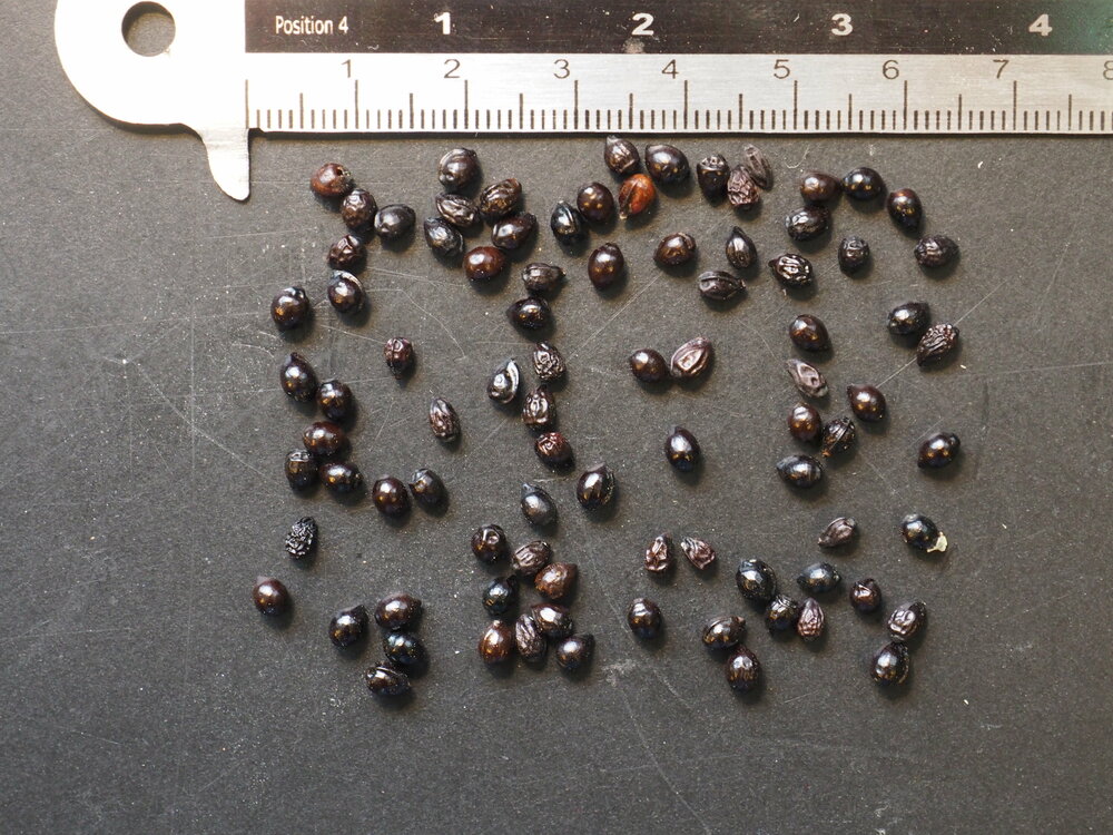 Gro&szlig;e Honigblume (Melianthus major)