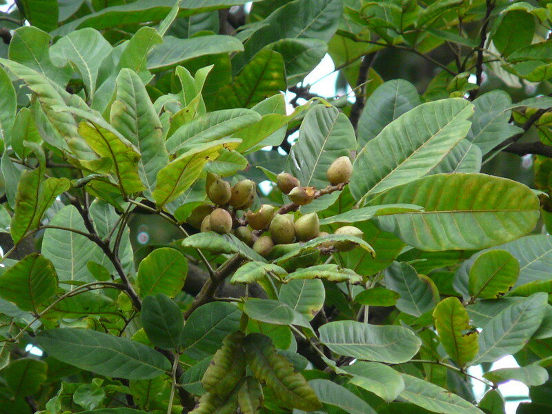 Kusumbaum (Schleichera oleosa)