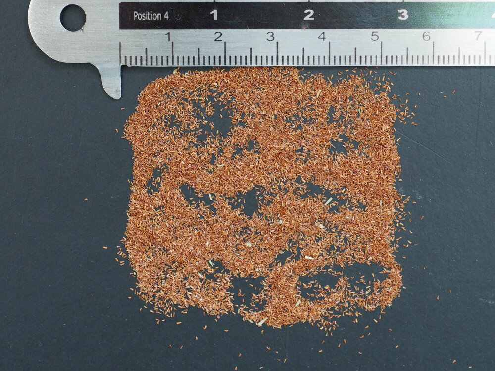 Australischer Teebaum (Melaleuca alternifolia)