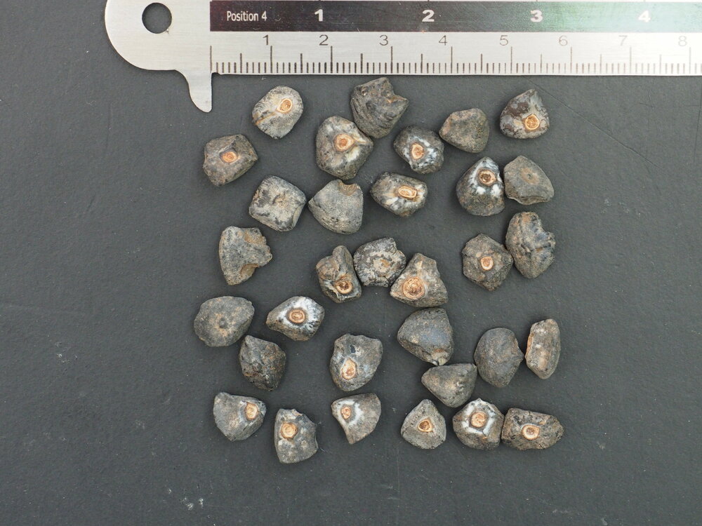 Rotgestreifte Darjeeling-Banane (Musa sikkimensis 'Red Flash')