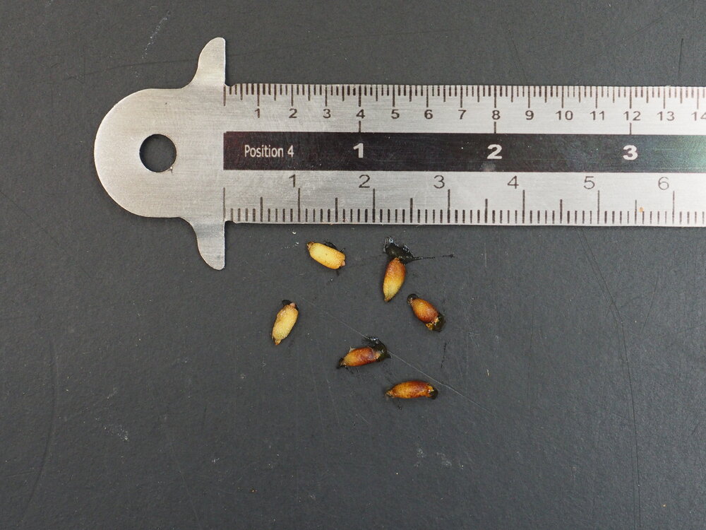 Anthurium (Anthurium brownii)