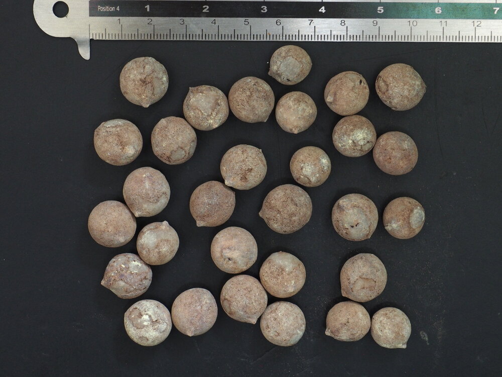 F&auml;cherpalme (Saribus rotundifolia)