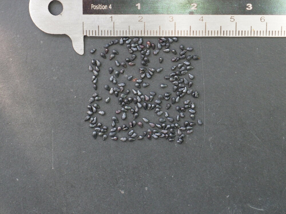 K&ouml;nigin der Nacht (Selenicereus grandiflorus)