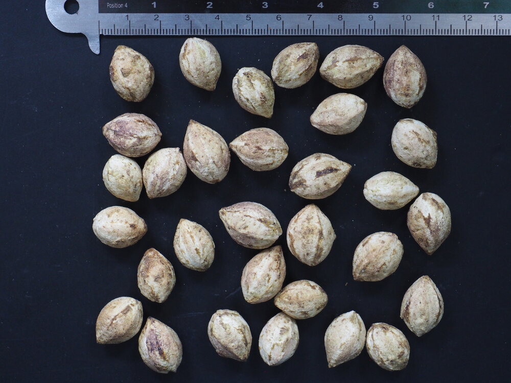 Baheda (Terminalia bellirica)
