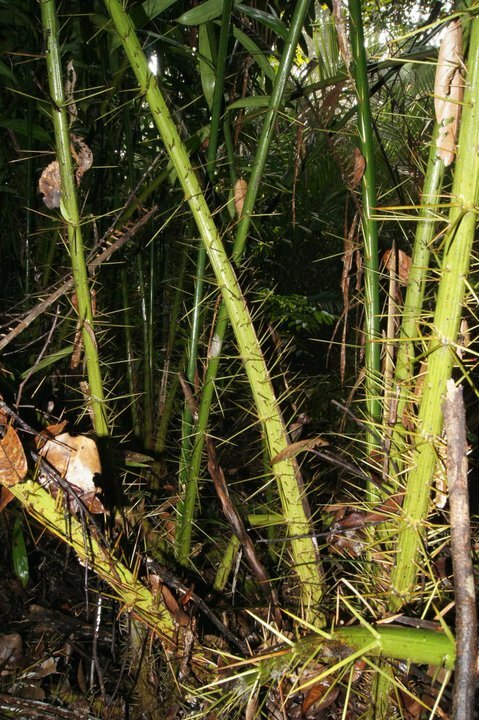 Rote Schlangenfrucht (Salacca affinis)