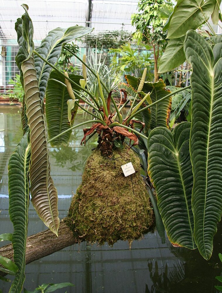 K&ouml;nigsanthurium (Anthurium veitchii)