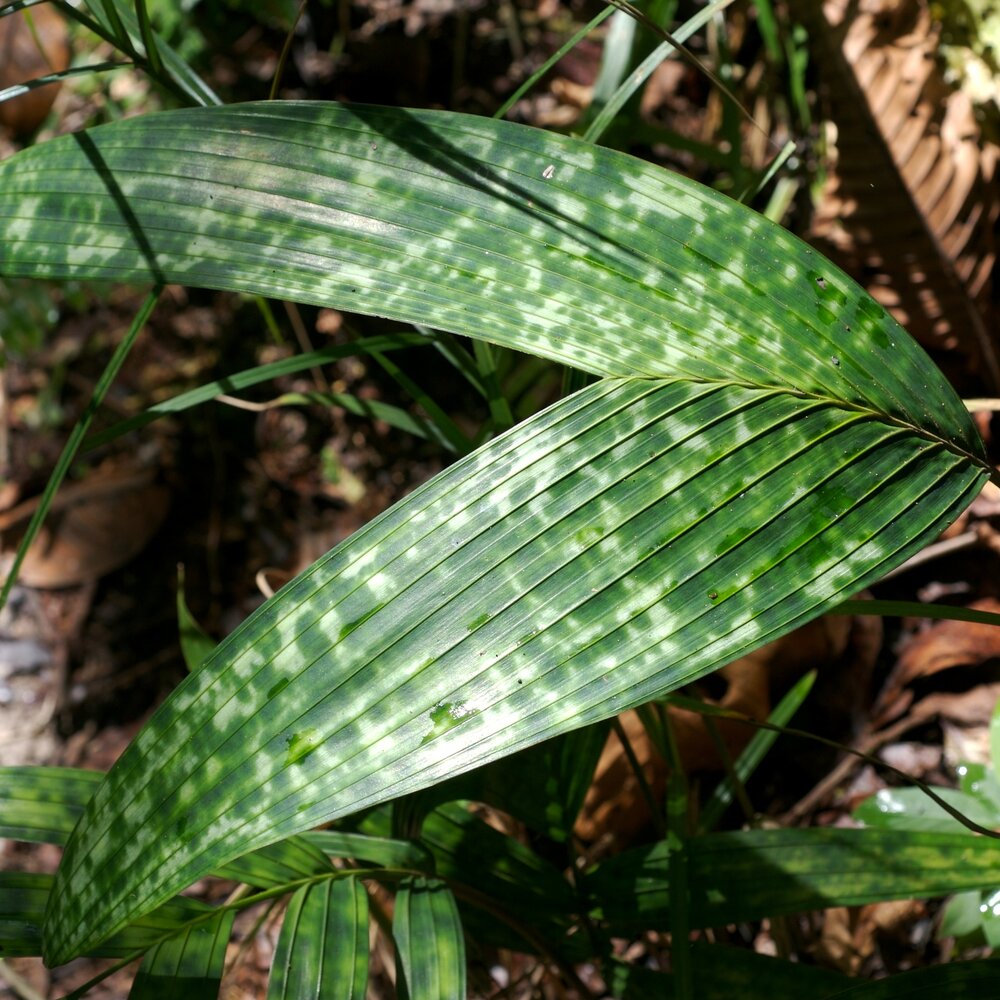 Gefleckte Zwergpalme (Pinanga crassipes)