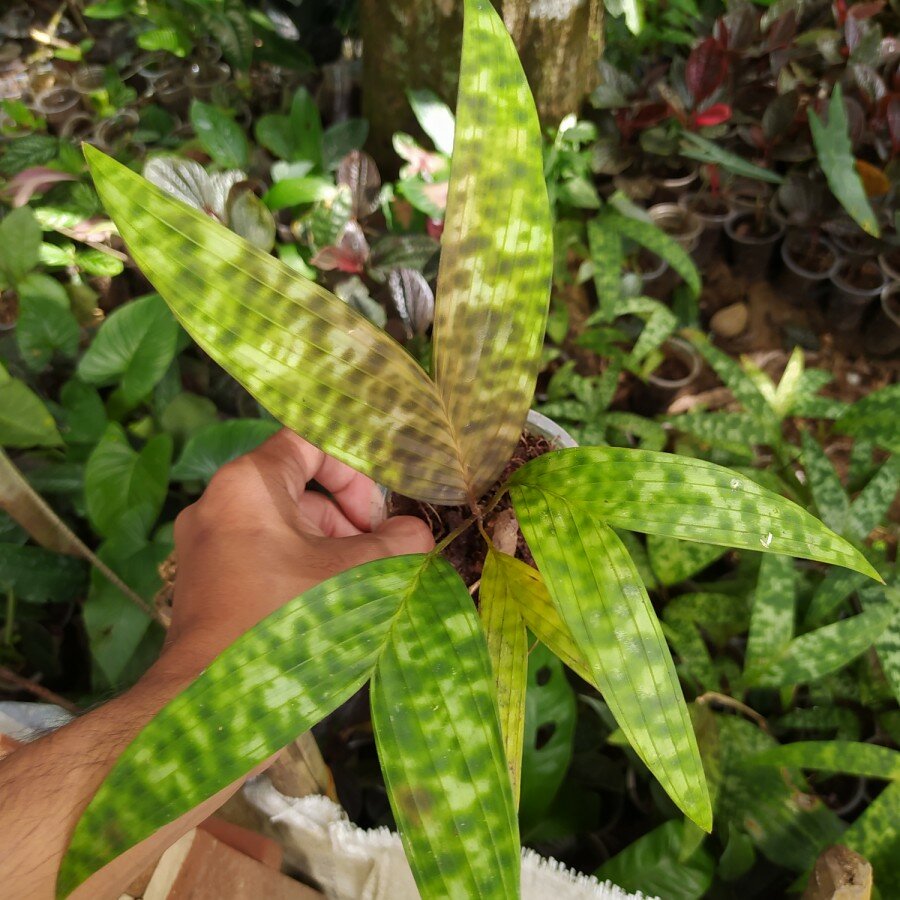 Gefleckte Zwergpalme (Pinanga crassipes)