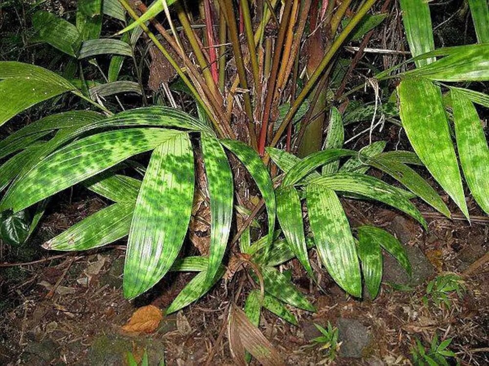 Gefleckte Zwergpalme (Pinanga crassipes)