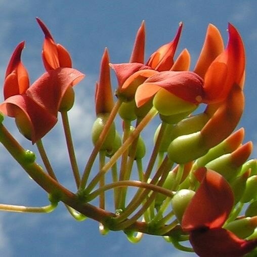 Rouge de R&eacute;union (Strongylodon siderospermum)