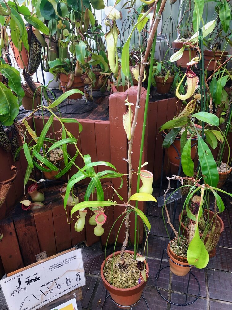 Raffles-Kannenpflanze (Nepenthes rafflesiana)