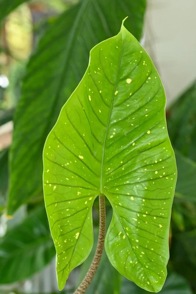 Goldstaub-Alocasia (Alocasia aequiloba 'Gold Dust')