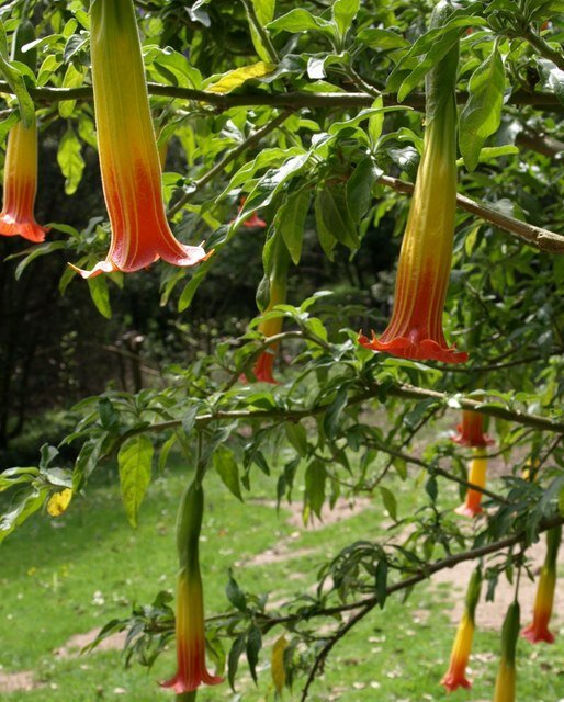 Rote Engelstrompete (Brugmansia sanguinea)
