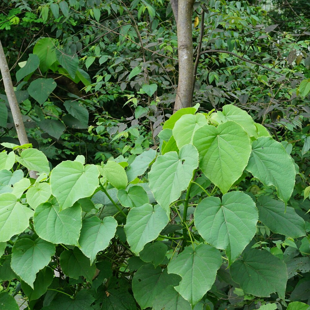 Kenda (Macaranga peltata)