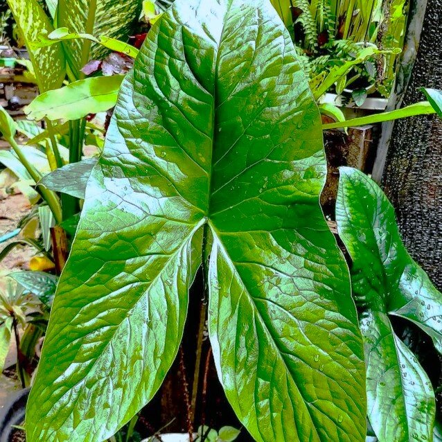 Cyrtosperma (Cyrtosperma macrotum)