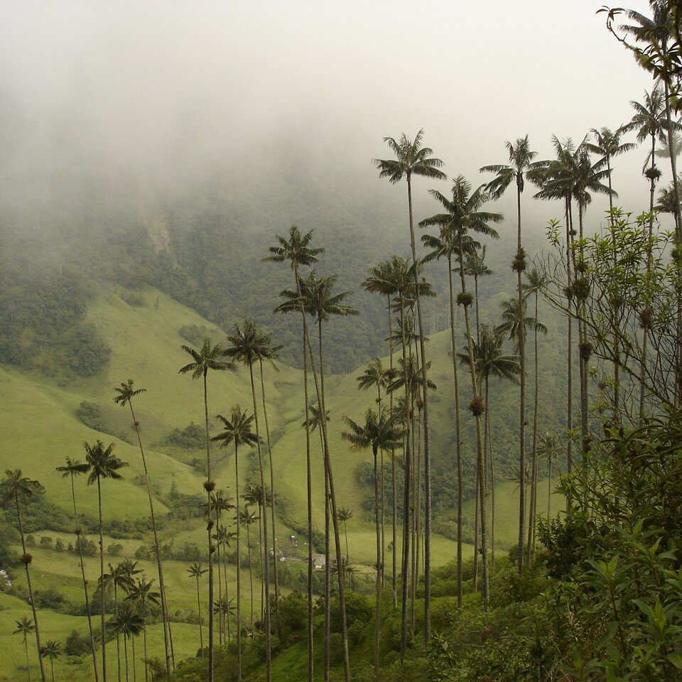 Quindio-Waspalme (Ceroxylon quindiuense)