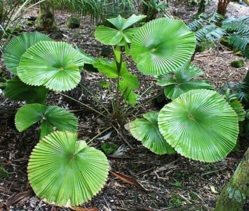 F&auml;cherpalme (Licuala cordata)