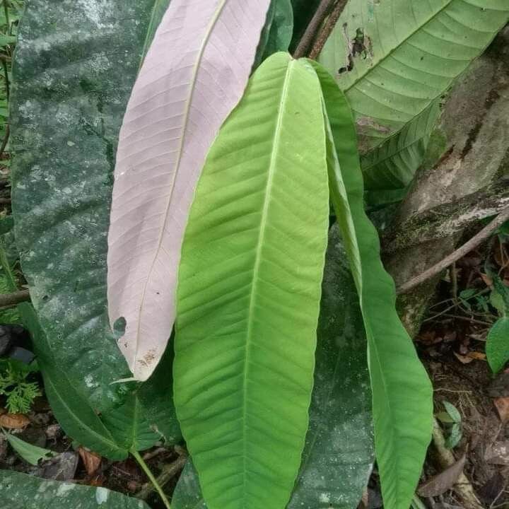 Syzygium (Syzygium versteegii)