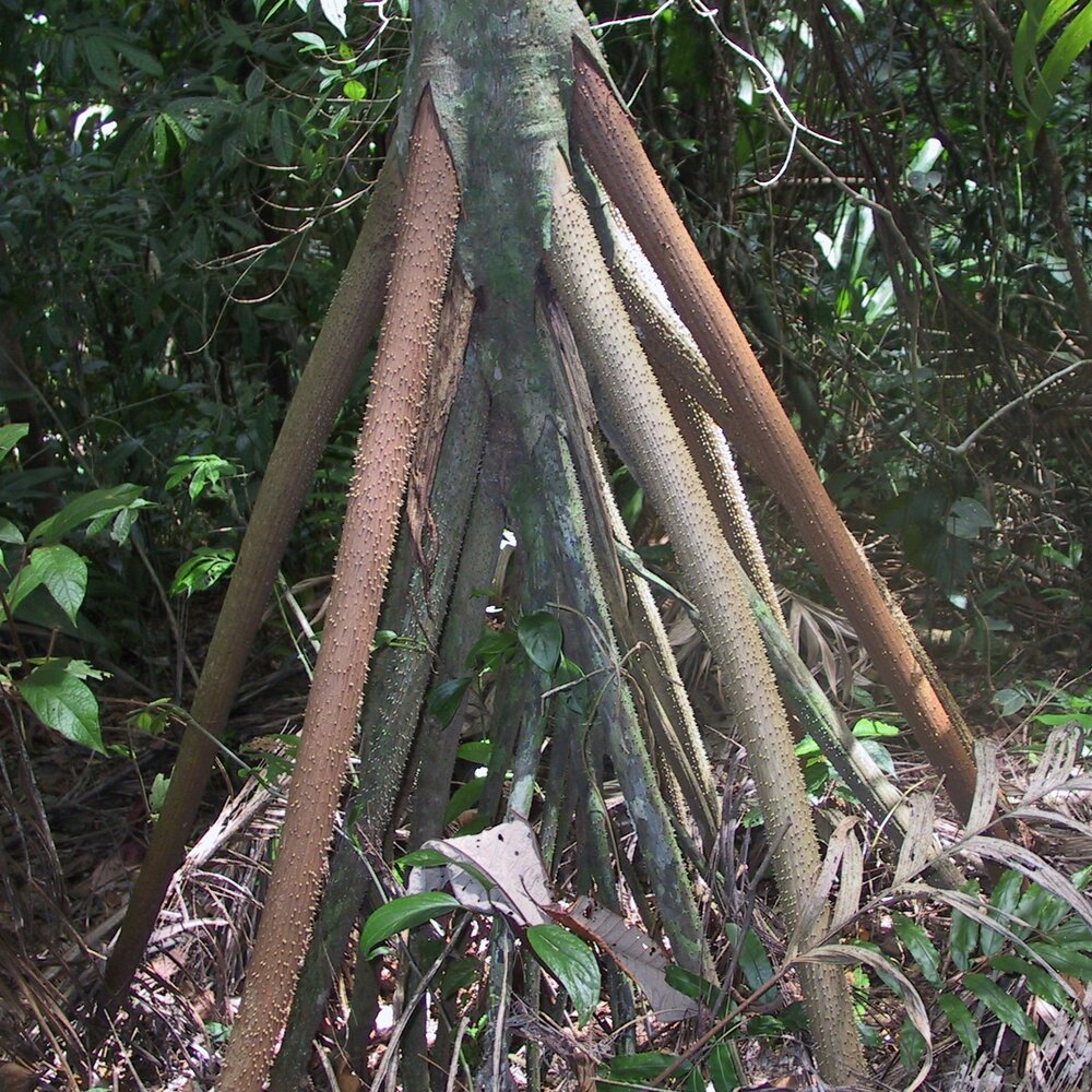 Wanderpalme (Socratea exorrhiza)