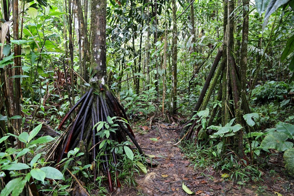 Wanderpalme (Socratea exorrhiza)