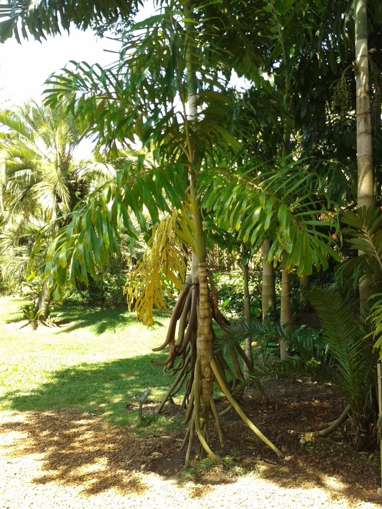 Wanderpalme (Socratea exorrhiza)