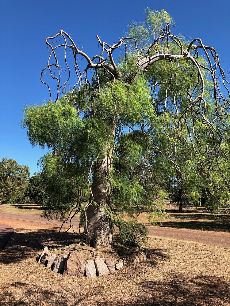 Madagaskar-Phantombaum (Moringa drouhardii)