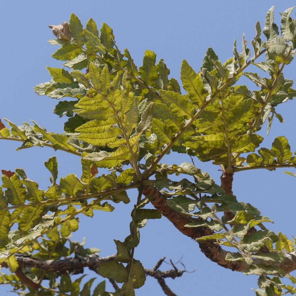 Indischer Weihrauchbaum (Boswellia serrata)