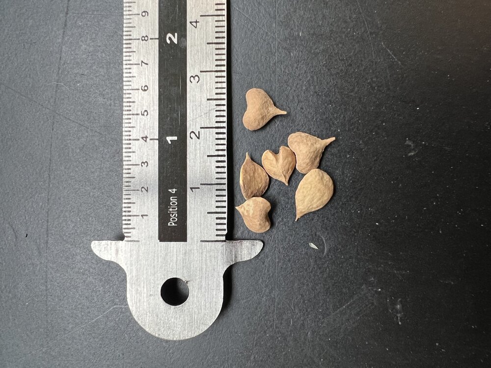 Indischer Weihrauchbaum (Boswellia serrata)