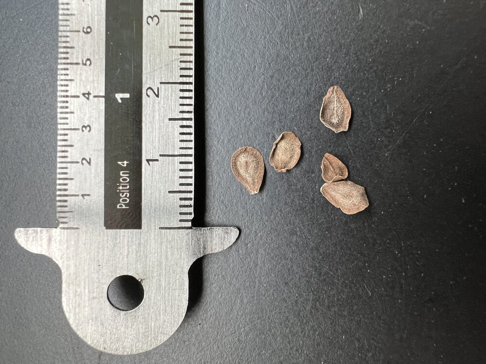 Sodomapfel (Calotropis procera)