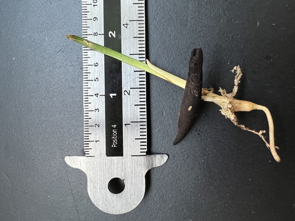 F&auml;cherpalme (Licuala mattanensis var. paucisecta)