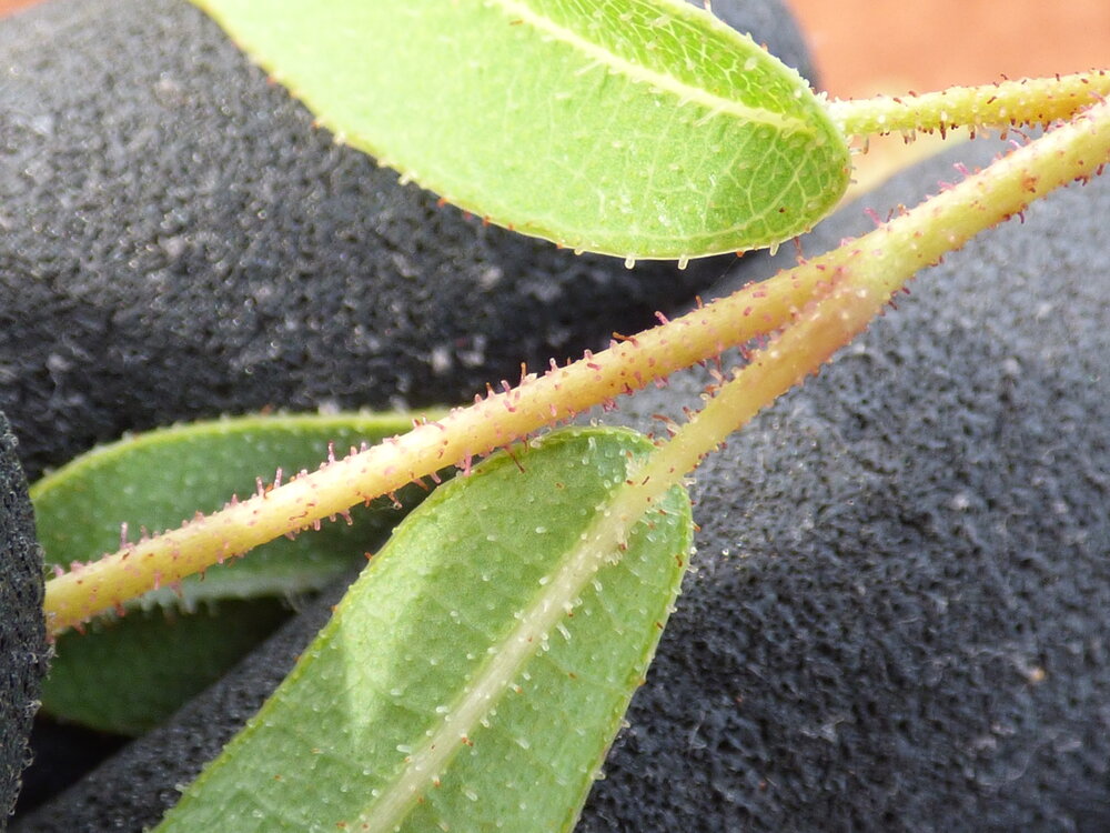 Zitronen-Eukalyptus (Corymbia citriodora)