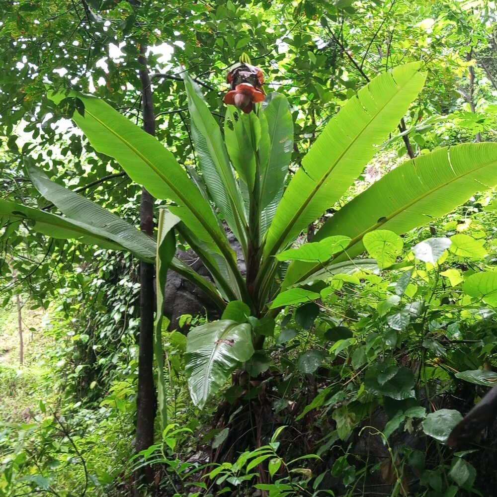 Felsenbanane (Ensete superbum)