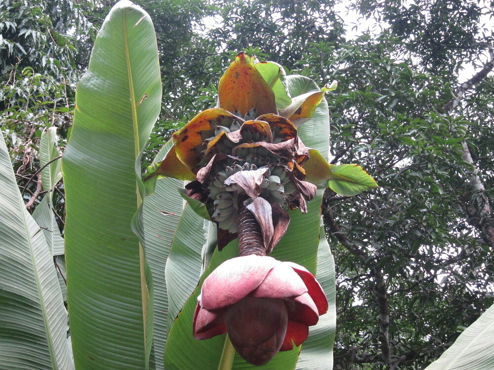 Felsenbanane (Ensete superbum)
