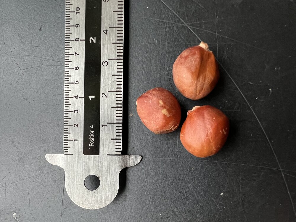 Kusumbaum (Schleichera oleosa)