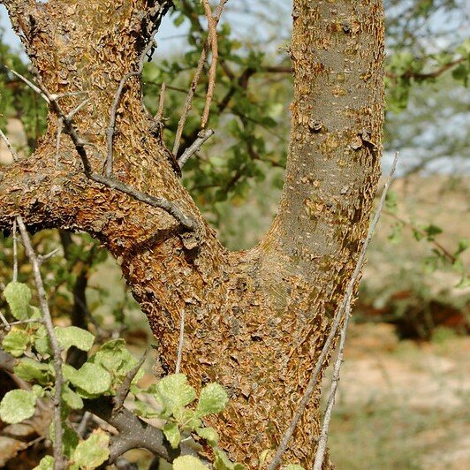 Myrrhe (Commiphora myrrha)