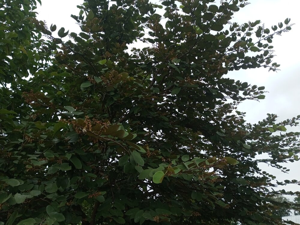 Kamelfu&szlig;baum (Piliostigma thonningii)