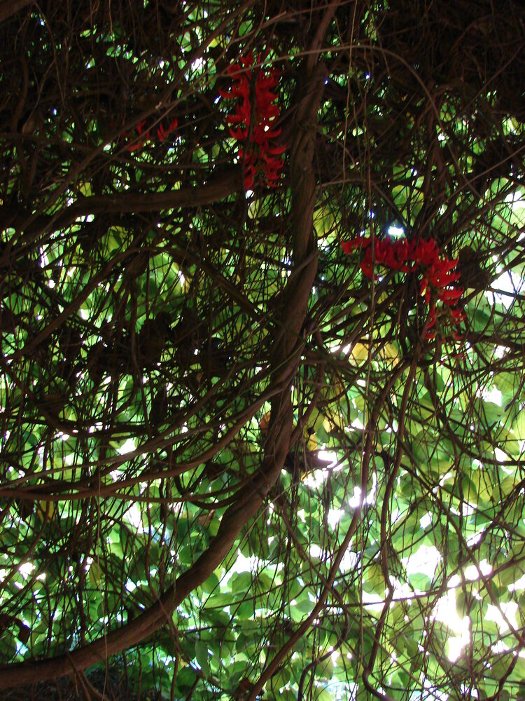 Rote Jadeblume (Mucuna novoguineensis)