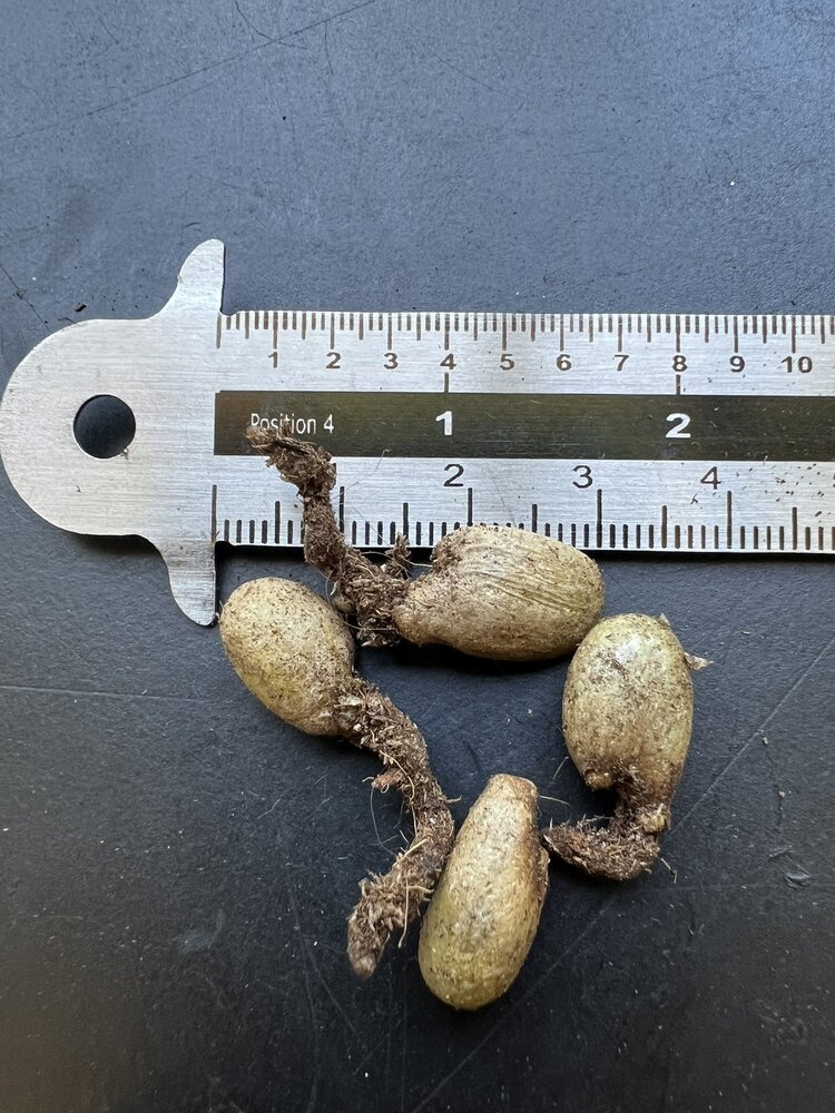 Lochpflanze (Monstera deliciosa)